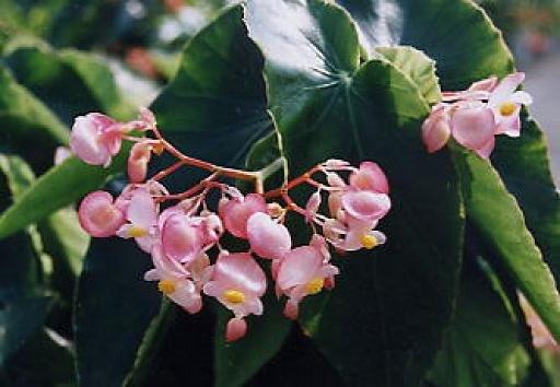 B. ‘Picotee Chandelier’